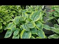 Hosta  frances williamsdutchbulbscom