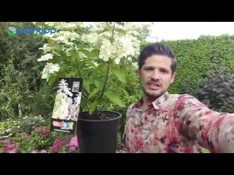 Plantipp presents Hydrangea paniculata CONFETTI