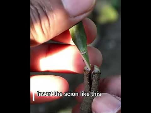 ভিডিও: আম গাছের বংশবিস্তার: আম গাছের গ্রাফটিং সম্পর্কে জানুন