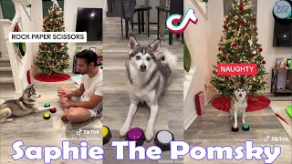 **1 HOUR** Funny Saphie The Pomsky TikToks 2024 - Try Not To Laugh Watching Saphie The Pomsky.