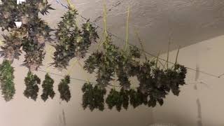 It’s Harvest Time With Treez Wiz - pulled at 9 weeks...21+