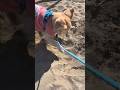 お砂場遊び【goldenretriver】#shorts #dog #goldenretriever #犬 #ゴールデンレトリバー
