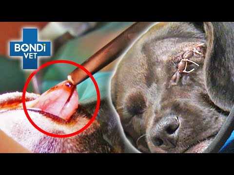 Video: Pet Scoop: Kirurgi sparer hjemløse killingens øjne, dommer genopretter ulvebeskyttelsen