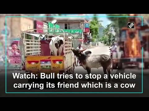 Watch: Bull tries to stop a vehicle carrying its friend which is a cow