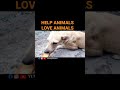 #SHORTS || Help and care Animals|| Love Animals by #yuvajeevan