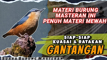 BIKIN BURUNG ANDA SIAP KUASAI GANTANGAN!! SUARA BURUNG MASTERAN MEWAH UNTUK ISIAN