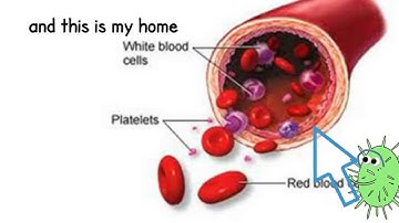 Endothelial Cell within Pulmonary Artery