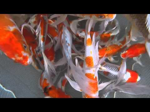 Jumbo Butterfly Koi