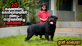 Rottweiler Worth 20 Lakh || Vickies Greeny