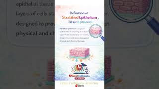 Defination of Stratified Epithelium Tissue (Epithelial) || #mltips #mltstudents #dmlt_classes