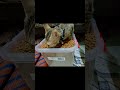 #cat #cute #music #kitten #hungrycats #kittty #youtubeshorts #funnycats #funncatevideo