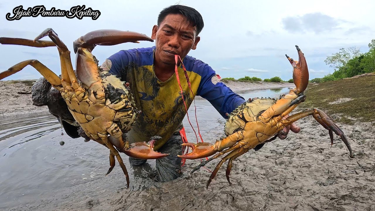 Mencari kepiting bakau saat proses panen di tambak tradisional 