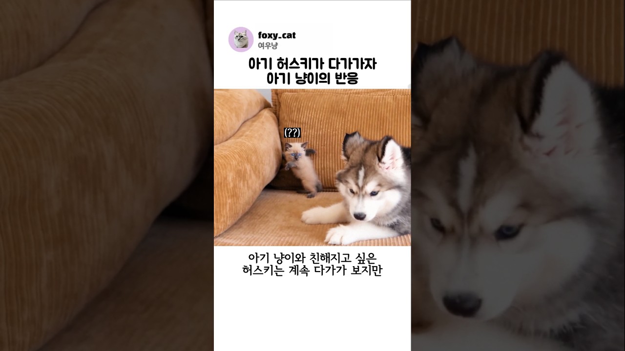 아기 허스키가 다가가자 아기 냥이의 반응