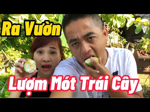 Video: Dâu Tây ổi