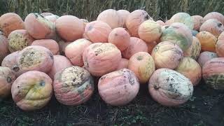 видео: Вопросы и ответы по тыкве. картинка: Вопросы и ответы по тыкве.