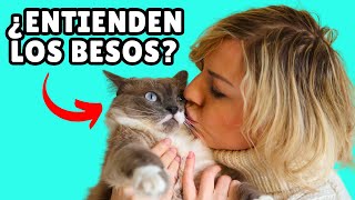 ¿Los gatos entienden los BESOS y los ABRAZOS?  ¿Les gusta?