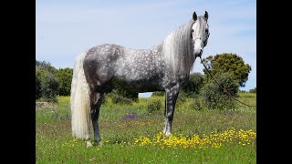 Hércules, Lusitano, *2012