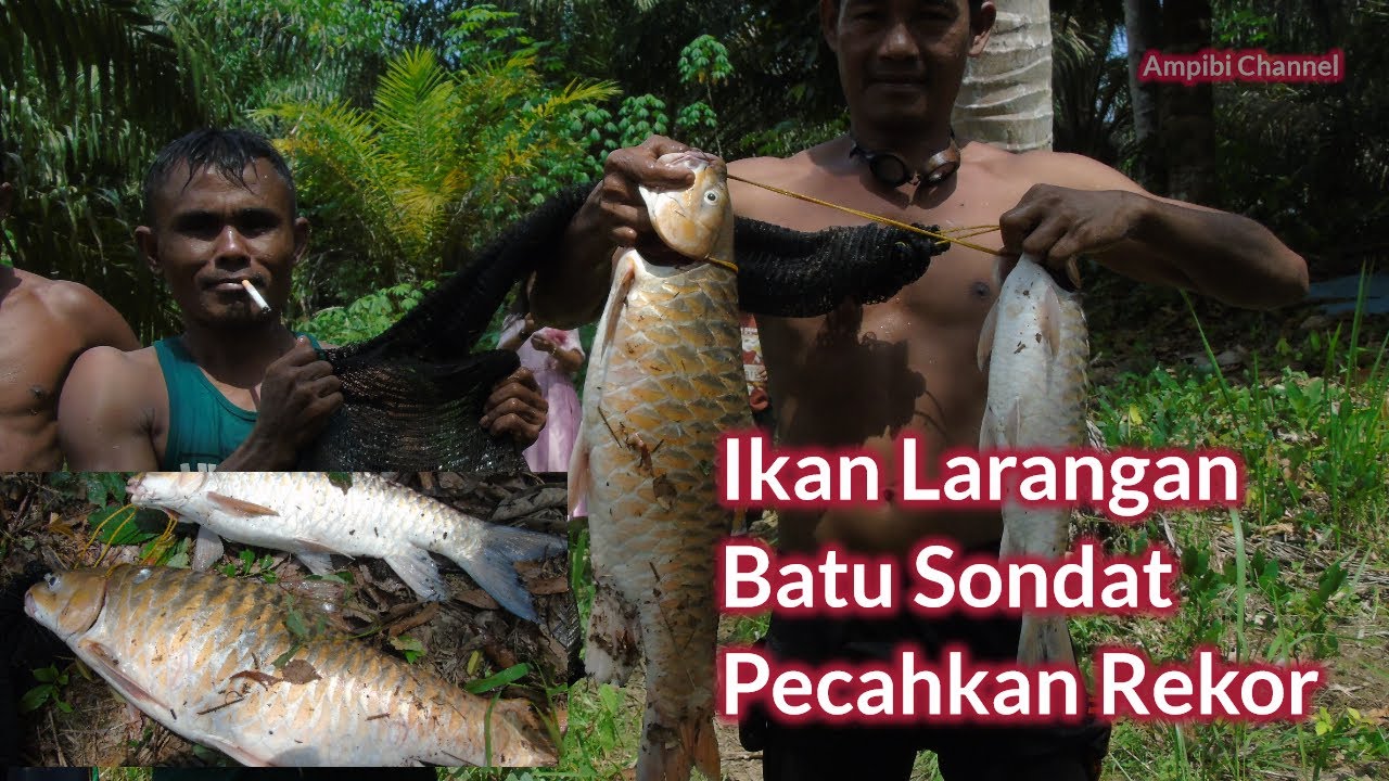 MENANGKAP IKAN LARANGAN DESA BATU SONDAT SUMUT, PECAHKAN REKOR DENGAN