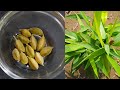 घर पर ही उगाएँ इलायची का पौधा।How to grow Cardamom plant from seed|How to Care …