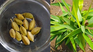 घर पर ही उगाएँ इलायची का पौधा।How to grow Cardamom plant from seed|How to Care Green Cardamom?