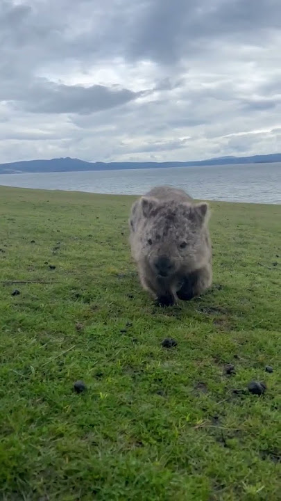Cute wombat approaches Australian woman and curiously sniffs her phone