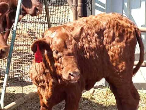 Видеозанятие. Нодулярный дерматит крупного рогатого скота