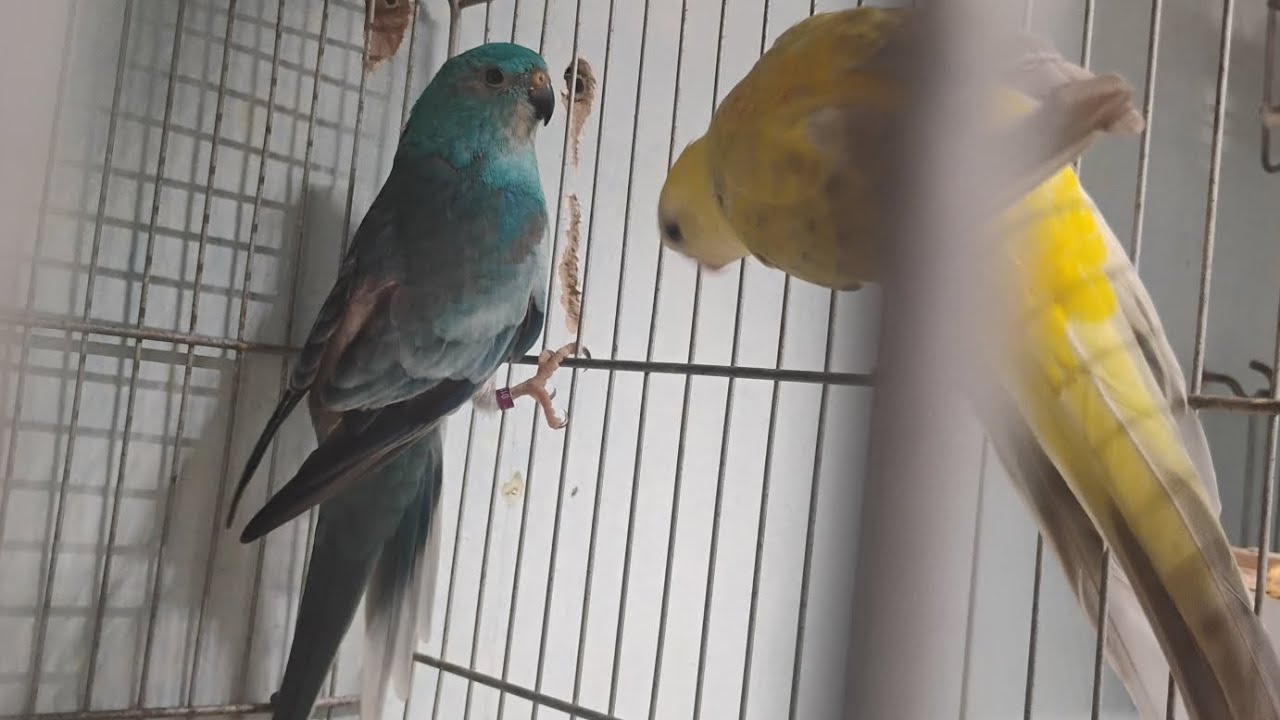 VOADEIRA PARA OS FILHOTES, RED RUMPED AZUL E MOSTRANDO A CARA. #VIVEIRO #VOADEIRA #REDRUMPEDAZUL 