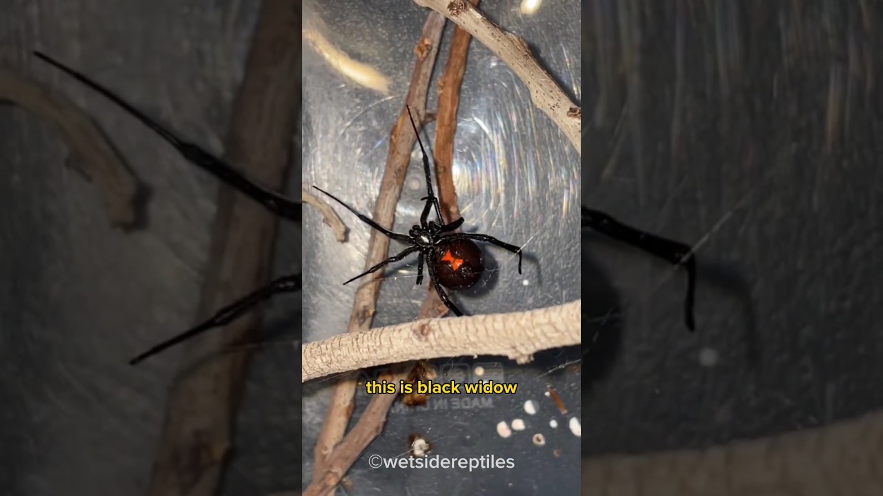Black Widow • the cannibal spider