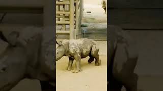 rhino__loverBig size doesn’t affect my loveliness🤣🤣🤣