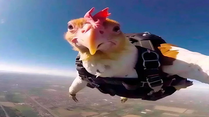 Funniest Animal Videos Ever (Part 3) thumbnail