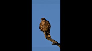 Nikon Z9 4k 100FPS .Rendered at 25% speed. Brown Falcon Preening in the afternoon light.#shorts
