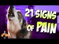 How To Tell If Your Dog Is In Pain (21 secret signs of pain in dogs)