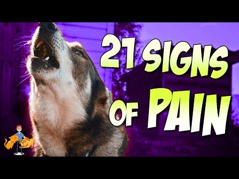 How To Tell If Your Dog Is In Pain (21 secret signs of pain in dogs)