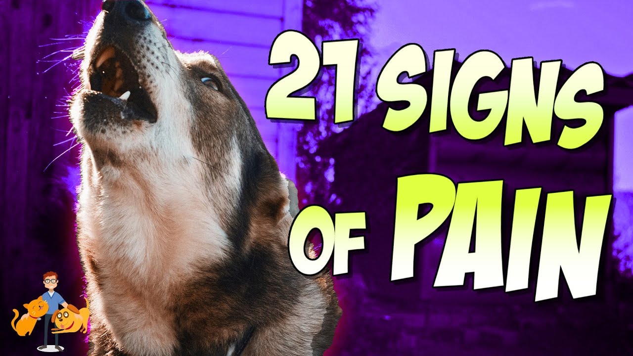 How to Tell if Your Dog Is in Pain: 12 Signs