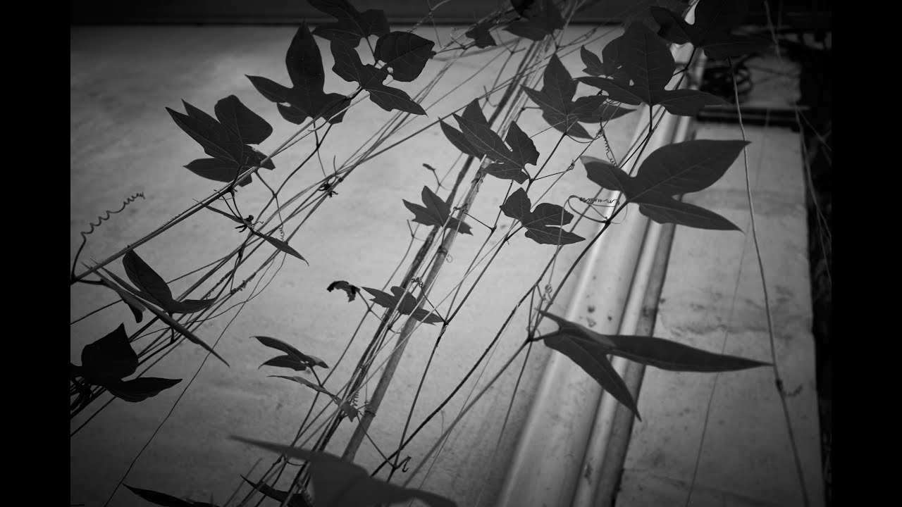 Fujifilm X70 Street Photography 2021- 5 minutes to take street photos / Hanoi, Vietnam in Lockdown