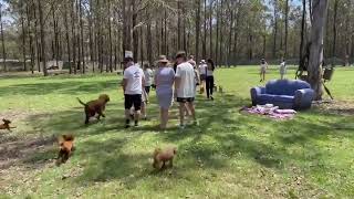 Open Day Walk Around Canine Foundations