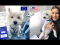 Flying with your dog from europe to the usa  this is the only you need to watch 4k