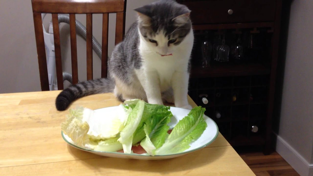 My cat loves veggies! YouTube
