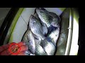 SIMPLE Way To Catch LOADS Of Crappie At Night!!!