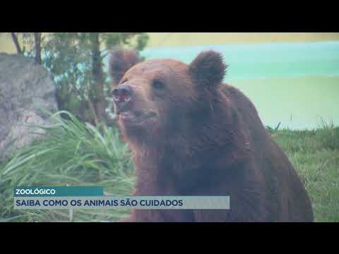 Vídeo: Os animais são bem cuidados nos zoológicos?