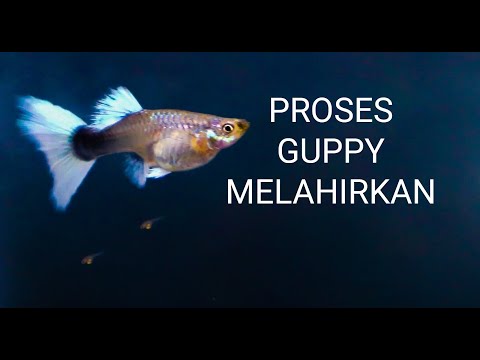 Video: Bagaimana Guppy Membiak