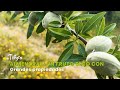 Almendras: Un fruto seco con grandes propiedades - TvAgro por Juan Gonzalo Angel