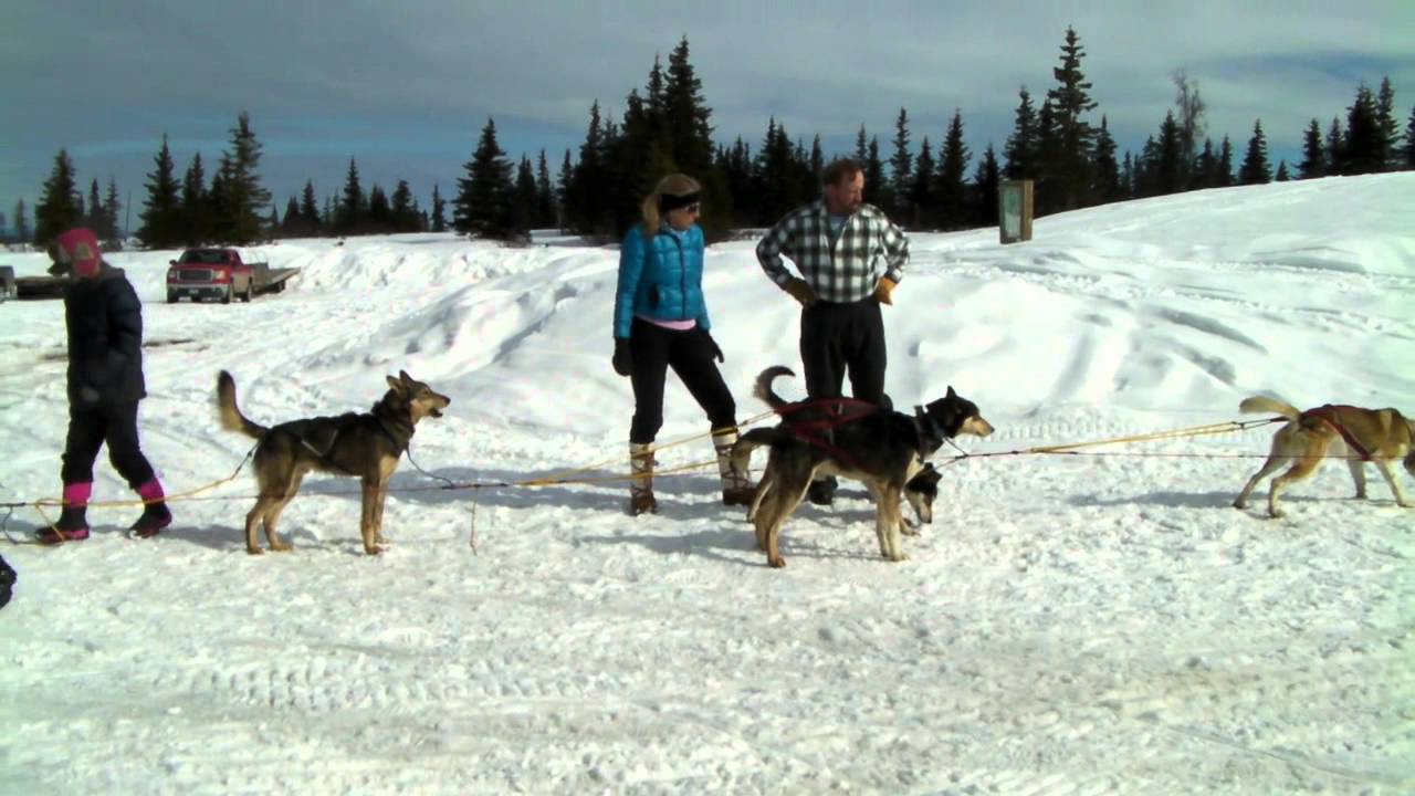 Harnessing Sled Dogs Caribou Hills, Alaska YouTube