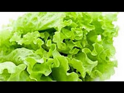 7 Manfaat Daun Selada Bagi Kesehatan Youtube