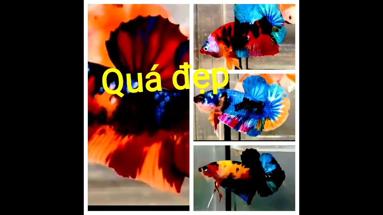 Đợt Cá Betta Koi Multi ngày 28/01/2026