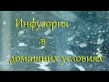 Инфузория легко и быстро: разведение, способы забора, очистки, фильтрации и переноса на корм малькам