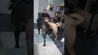 loiput up the recliner #shortsfeed #dog #shortvideo #sound