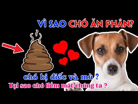 Video: Tại Sao Chó Liếm Mặt Bạn, Và Nó Có Phải Là Một Vấn đề?