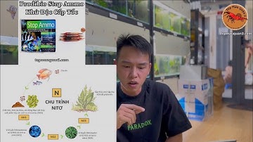 5 Lưu Ý Căn Bản Về Kĩ Thuật Nuôi Sulawesi Bạn Cần Nắm Chắc - Kiến Thức Cơ Bản Tép Cảnh