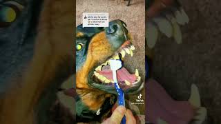 Rottweiler Wanting His Teeth Brushed. Kind Of